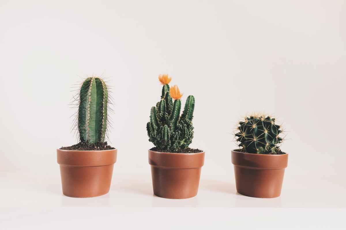 Annual plant care: Cacti & succulents